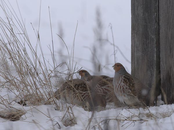 Peltopyy, Grey Partridge, Perdix perdix